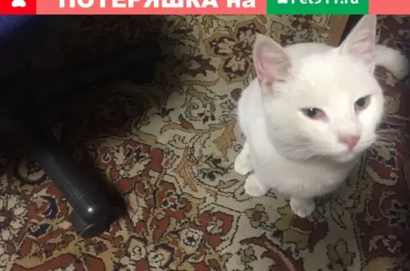 Кошки потеряшки, Санкт-Петербург, фото: Потеряшка кошка Кот в Санкт-Петербурге