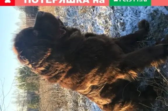 Пропала собака в Казани: ньюфаундленд, коричневая сука с проплешиной, в красном ошейнике.