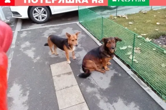 Найдена собака на ул. Заполярная в Славянском районе Краснодара