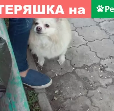 Пропала собака Немецкий шпиц в Хабаровске