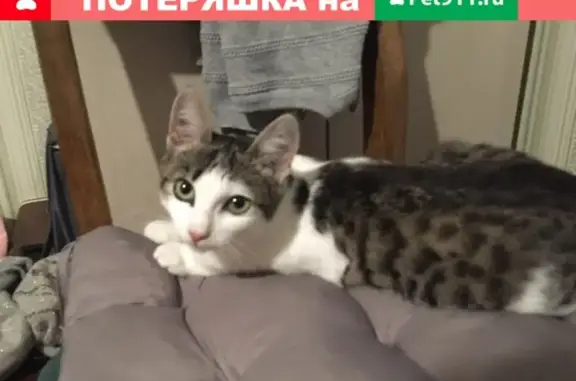 Пропала кошка на пр. Грибоедова в Всеволожске
