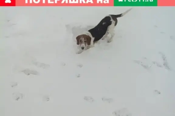 Пропала собака на улице Шекснинская, Волгоград