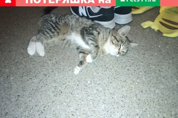 Найдена кошка на Тракторной, 49 в Калуге