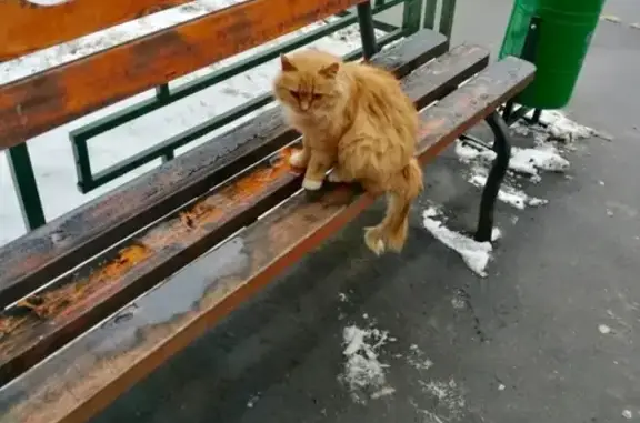 Найдена кошка на Шипиловском проезде 63к1