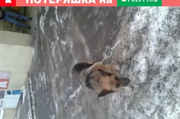 Собака с поврежденной лапкой на Танкистов 50, Саратов.