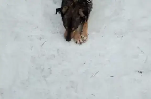 Пропала собака в Новосибирской области