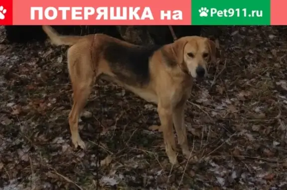 Пропала собака в Воронежской области, вознаграждение гарантируем