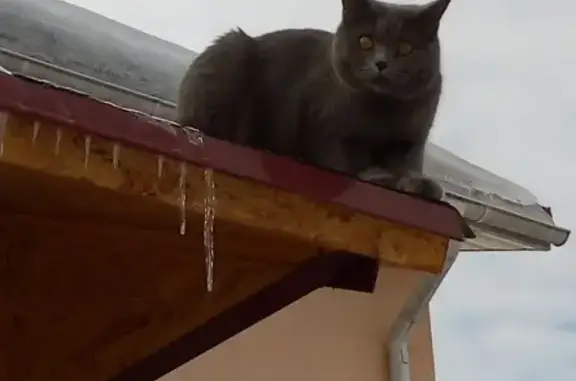 Пропала британская кошка в Николо-Урюпино