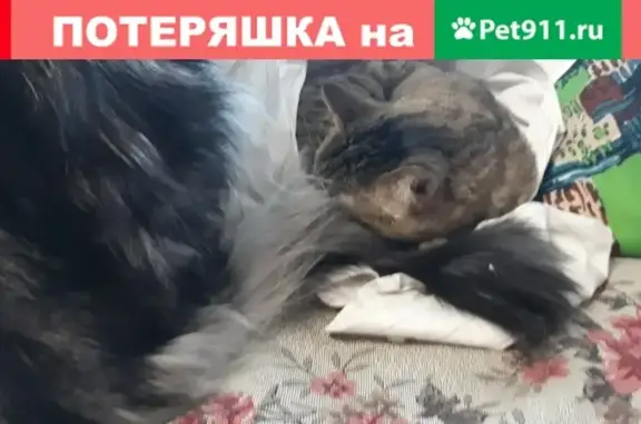 Найдена кошка на проспекте Первостроителей в Комсомольске-на-Амуре