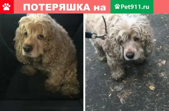 Найдена собака, Москва, фото: Найден кобель американского кокер-спаниеля в пос. Володарского