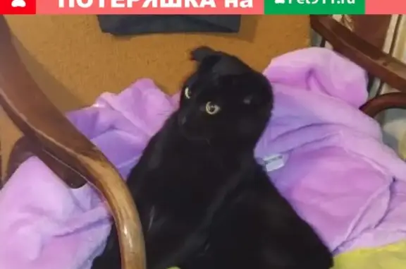 Потерянные животные Москва, фото: Пропал кот Баги на Рязанском проспекте 45