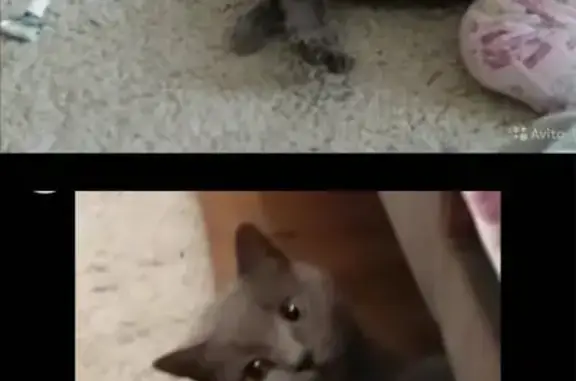 Кошки потеряшки, Шахты, фото: Потеряшка кошка Бэтти в Шахтах, Ростовская обл.