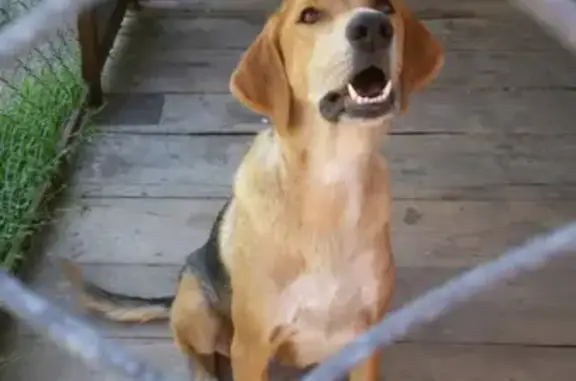 Собаки потеряшки, Климово, фото: Потеряшка собака с шрамами в Чуровичах