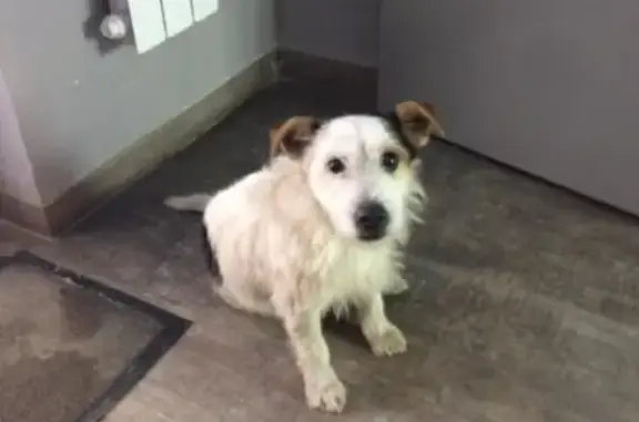 Собака найдена на Фабричной, ищем хозяина (Новосибирск)
