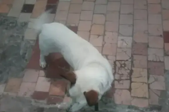 Собака в ошейнике на Лефортово, Москва
