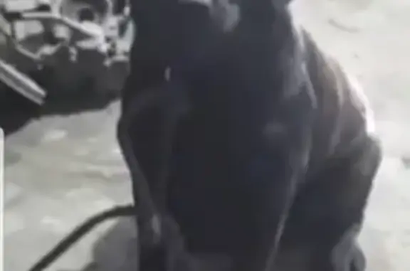 Пропала собака Джесси в Назарово, Красноярский край
