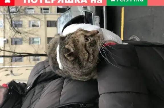 Найдена кошка на Ленинской слободе, 4