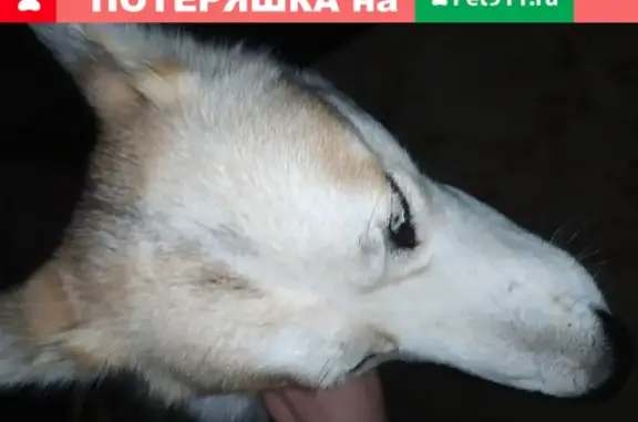 Найдена собака Мальчик в Аграрном (Республика Крым)