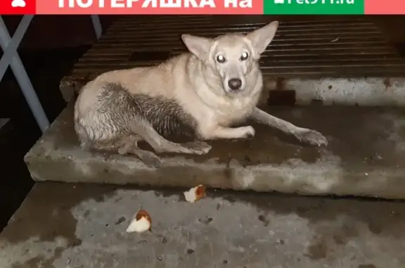 Найдена собака на улице Черёмухина, Люберцы
