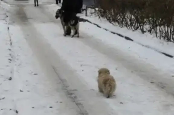 Собака найдена на улице Студенческой, Воронеж.