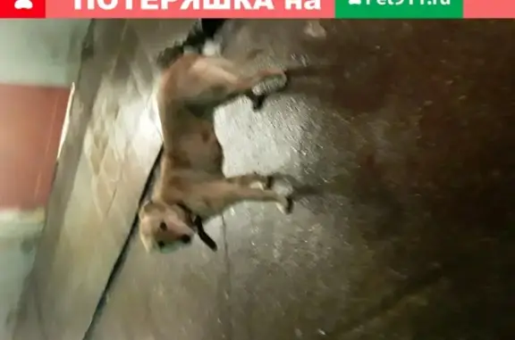 Объявления о пропавших и найденных животных, Переславль-Залесский, фото: Собака в ошейнике на ул. Кардовского, 92