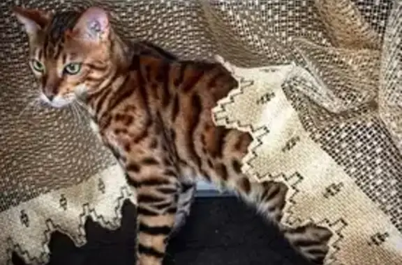 Кошки потеряшки, Армавир, фото: Потеряшка бенгальский кот в Армавире
