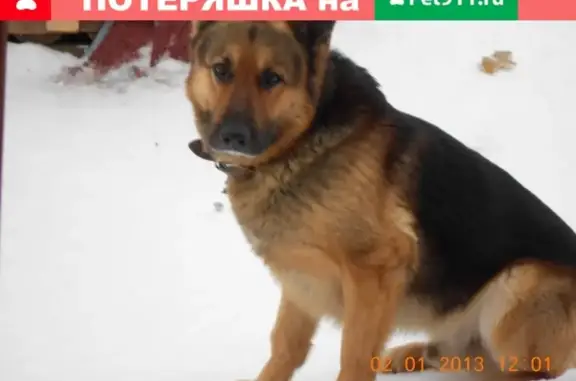 Пропала собака Грег в селе Весь, Суздаль.