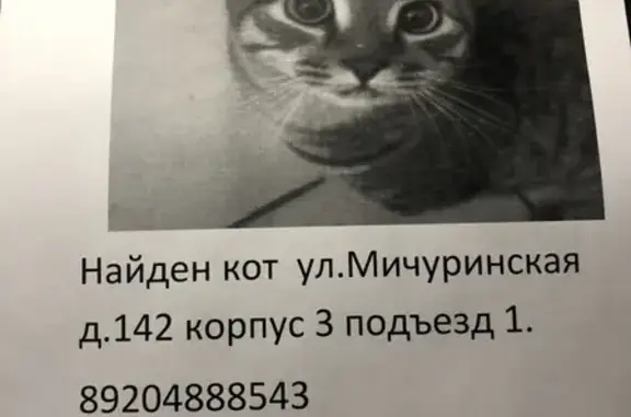 Найден кот на Мичуринской, возраст 2-3 года
