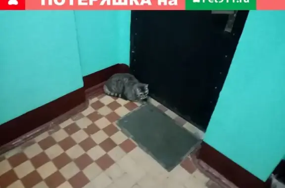 Найден серый кот на Октябрьском проспекте 407