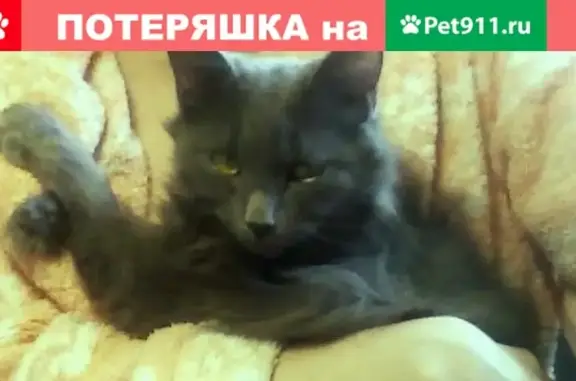 Пропала кошка в Краснодаре на ул. Е. Жигуленко, 11