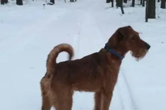 Собаки потеряшки, Курган, фото: Потеряшка собака в Кургане! Помогите найти!
