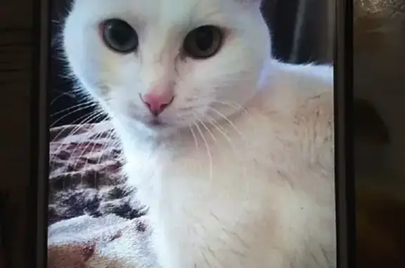 Пропала кошка с разными глазами в Чите