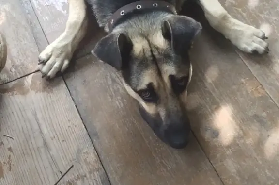 Пропала собака Джек в Дмитровке, Московская область