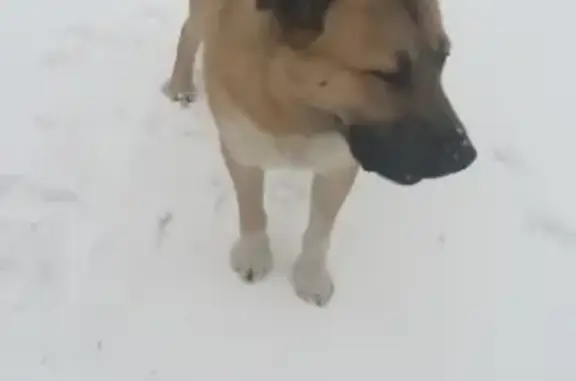 Найден пёс на улице Бакинских Комиссаров