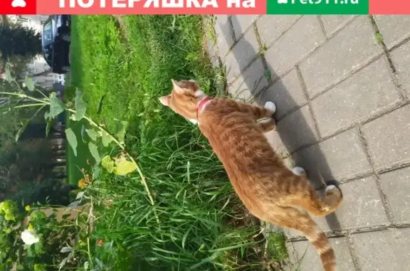 Пропал рыжый кот с красным ошейником в Могилёве
