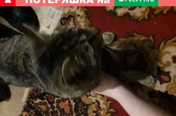 Найден кот с зеленым ошейником на Адм. Макарова 63.
