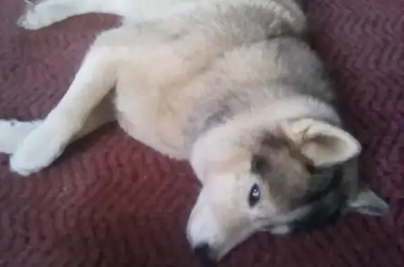 Собаки потеряшки, Егорьевск, фото: Потеряшка хаски Буч в Егорьевске с голубыми глазами