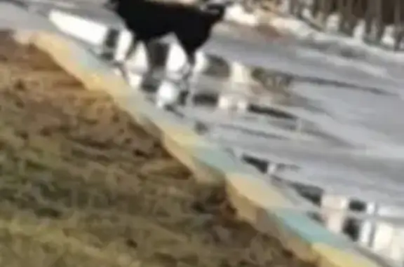 Найдена чёрная собачка с ошейником в Кострово