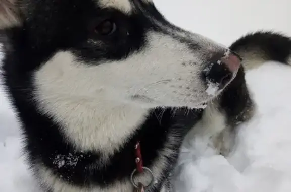 Пропала собака Аляска в Шебекино