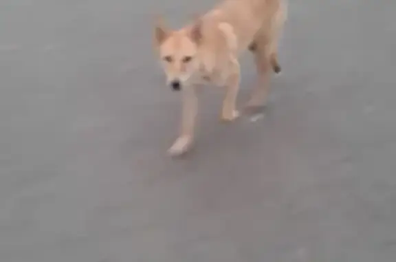 Найдена ласковая собака в Твери