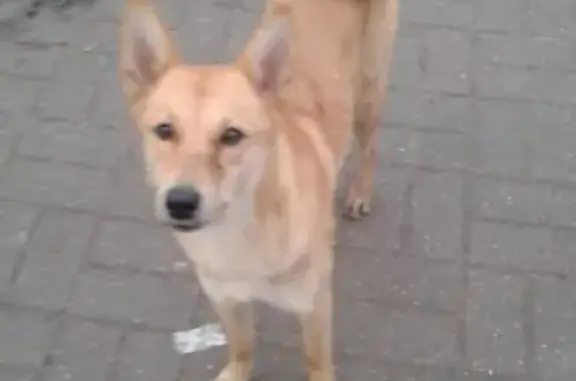 Найдена молоденькая и голодная собака в Твери