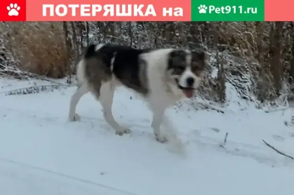Собака Кавказской овчарки найдена в коттеджном поселке Верхняя Иншинка, Тульская область
