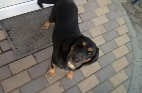 Найдена игривая собака в хуторе Ельбузд