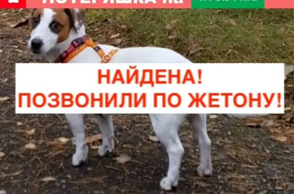 Пропала собака в Ново-Переделкино, найдена!