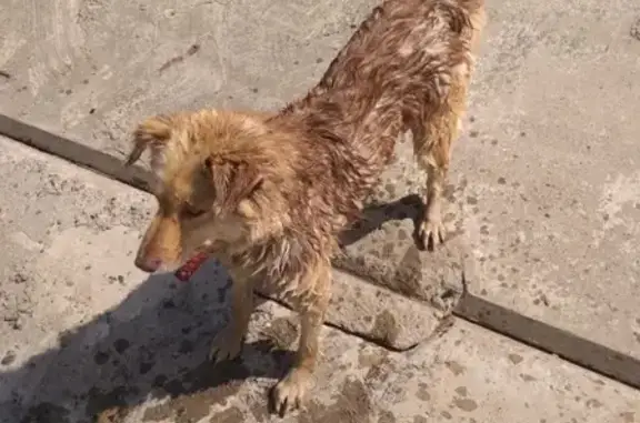 Пропала собака на Старощербиновской
