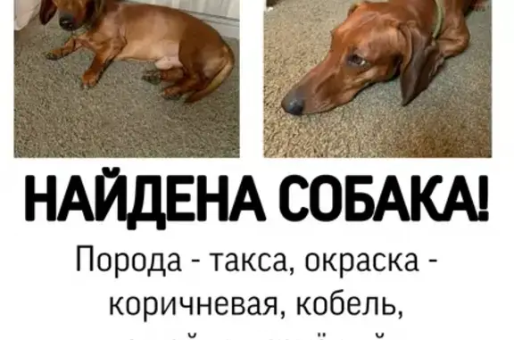 Собака Такса найдена в Краснодаре, микрорайон Черёмушки, улица Вишняковой.