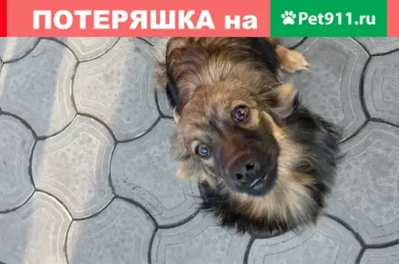 Найдена собака в Краснодаре, Центральный район, Красная улица