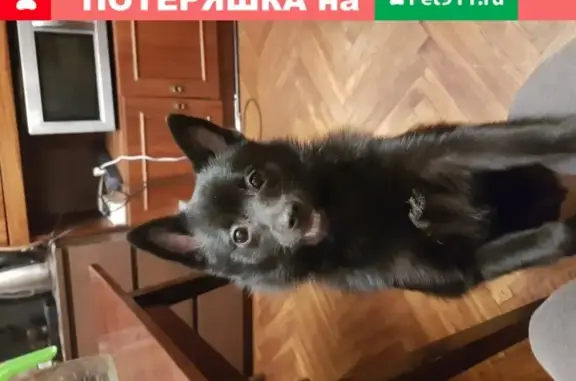 Найдена собака на ул. Горькавого, СПб