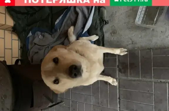 Собака Мальчик найдена в СНТ Булатниково, Московская обл.