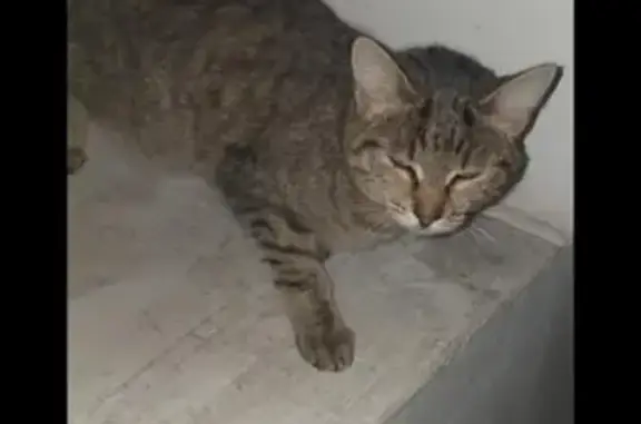 Кошка найдена на Степановке в Томске